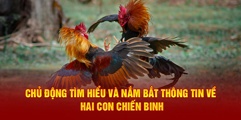 Chủ động tìm hiểu và nắm bắt thông tin về hai con chiến binh