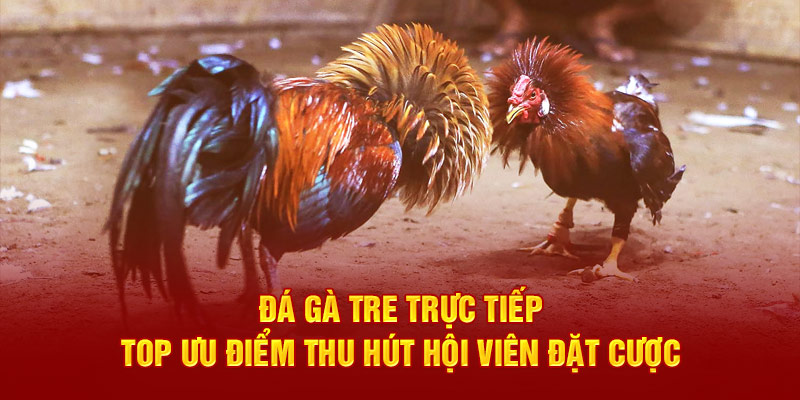 đá gà tre trực tiếp