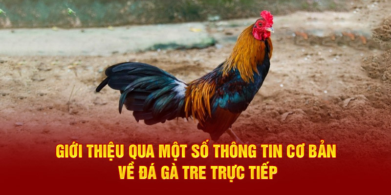 Giới thiệu qua một số thông tin cơ bản về đá gà tre trực tiếp