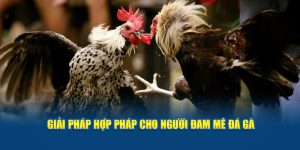 Luật Đá Gà Online Good88